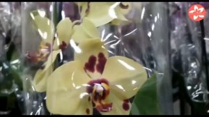 Обзор орхидей в магазине Флорэвиль.Очень много свежих орхидей