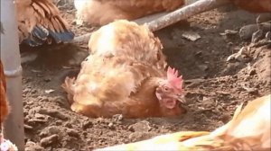 Куры купаются в пыли