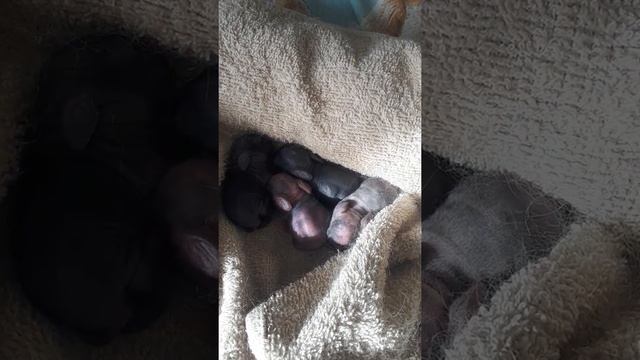 Крольчата.Спасение крольчат. смотреть онлайн