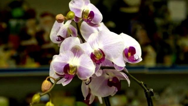 Гостиница для комнатных растений смотреть онлайн