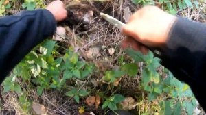РЯДОВКА ТОПОЛЕВАЯ ПОЛНЫМ ХОДОМ! ДОЖДАЛИСЬ