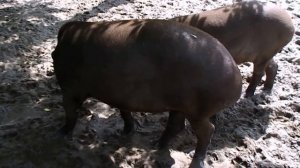 Тапир равнинный. Tapirus terrestris