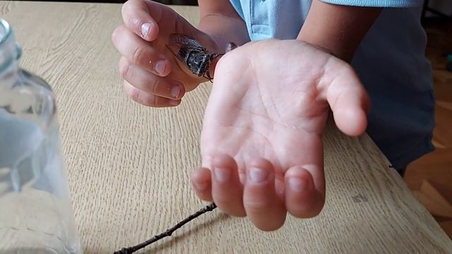 ШОК!!!ОГРОМНАЯ ЦИКАДА|САМЕЦ ЦИКАДЫ|МОКРИЦА|БОЖЬЯ КОРОВКА