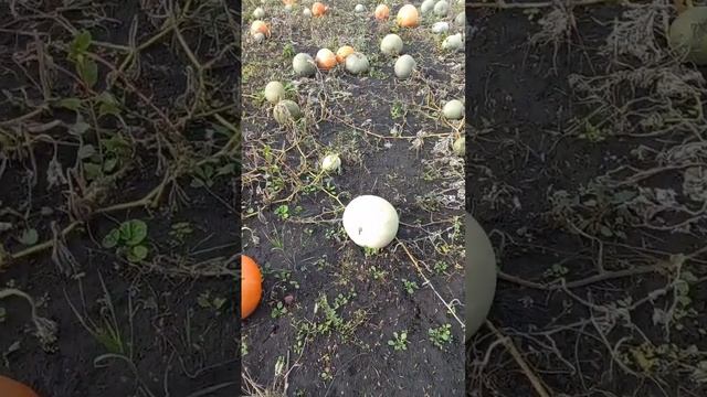 УРОЖАЙ ТЫКВЫ НА НОВОЙ ДАЧЕ!