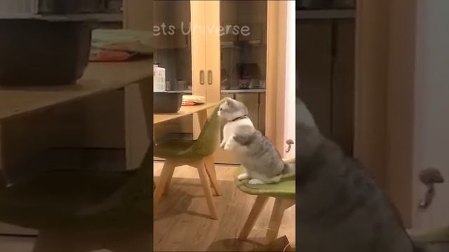 Ставь ЛАЙК если любишь котиков 💔😂 смотреть онлайн