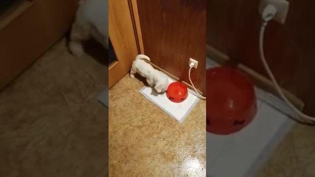 #Step Forward Sterling Silver. Силихэм терьер. смотреть онлайн