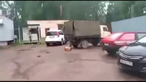 Джек-рассел-терьер поиграл с кегой