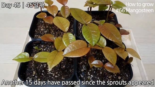 How to grow Mangosteen｜Growing Mangosteen from seed｜How to grow #66 Mangosteen｜Eng Sub смотреть онлайн