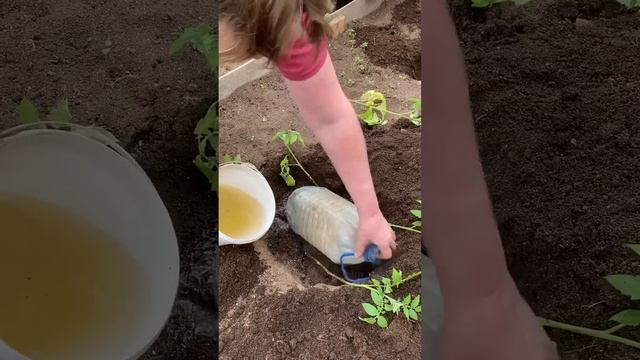 Капельный полив подземный