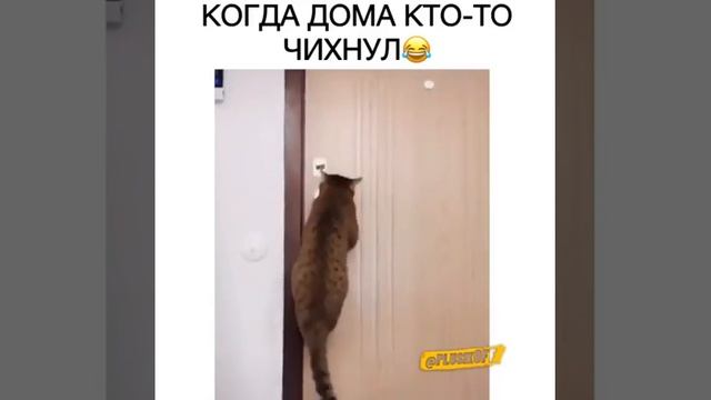 Когда дома кто то чихнул смотреть онлайн