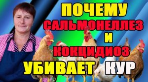 Почему КОКЦИДИОЗ и САЛЬМОНЕЛЛЕЗ убивает кур и цыплят. Профилактика и лечение.