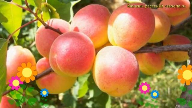 Абрикос обыкновенный Краснощекий. Краткий обзор, описание prunus armeniaca Krasnoshchekii смотреть онлайн