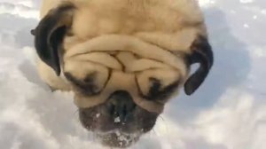 Мопс снігоприбиральник. Мопс їсть сніг