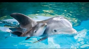 Твоим матросом хочу я стать...