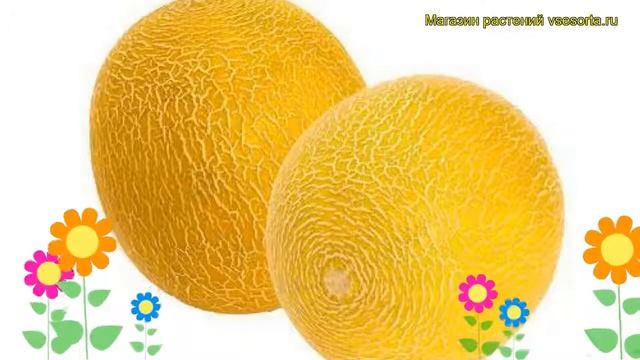 Дыня гибридная Колхозница. Краткий обзор, описание характеристик Kolhoznitca смотреть онлайн