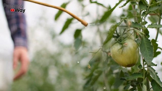 Дайте Соду Томатам, Перцам и Огурцам В Августе смотреть онлайн