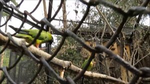 Аратинга черноголовая и белоглазая (попугаи) 31.07.2020