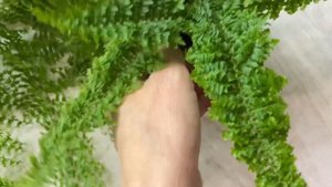 Комнатные цветы. Распаковка. Нефролеписы.