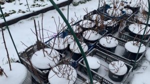 Зимовка метельчатых гортензий, защита от мышей. #зимовка#гортензий#защита#от#мышей#новосибирск#