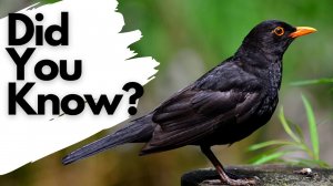 Things you need to know about BLACKBIRDS! New Videos.mp4