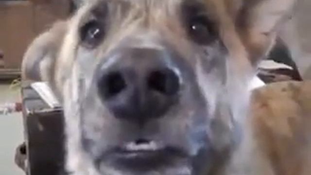 Умные_собаки Собака-эквилибрист Smart_dogs