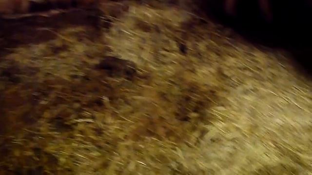 Содержание коров смотреть онлайн