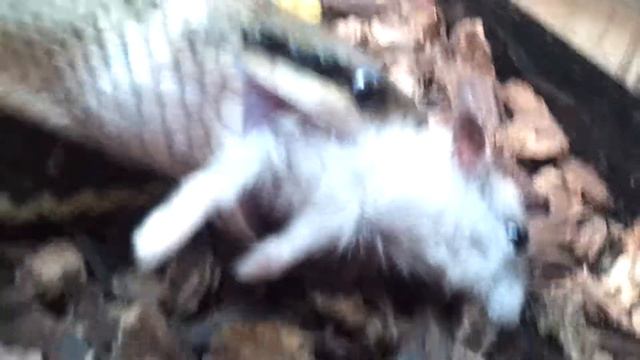 поедам джунгарика часть вторая смотреть онлайн