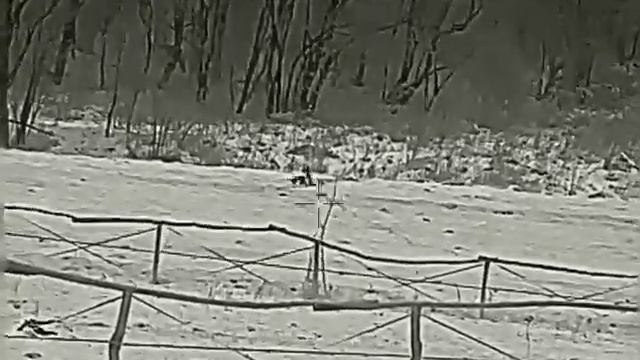 INFIRAY (IRAY) Saim SCT 35 V2 Hunting fox ? смотреть онлайн