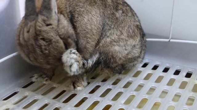 A rabbit breathed fast after a change to a new diet
