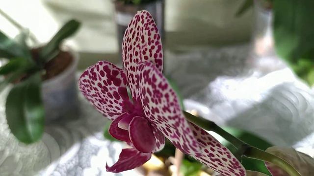 Про двух Котов из экспериментальной посадки смотреть онлайн