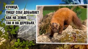 Животный мир Кубани