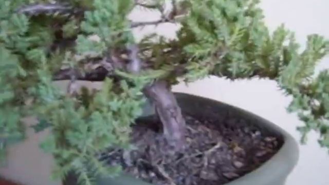 HIRTH BONSAI - JUNIPERUS PROCUMBENS NANA 1 . / 2010. 02. 16 смотреть онлайн