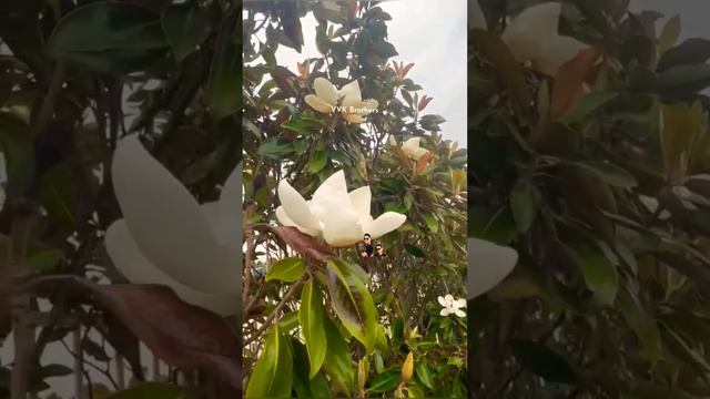 Magnolia Flowers #Magnolia grandiflora#southern magnolia#bull bay#मैगनोलिया #Sampangi#gardening