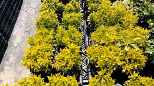 Growing Different Varieties Of Euonymus In Contains And In The Garden