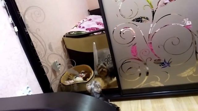 Веня лает сам на себя!!! смотреть онлайн