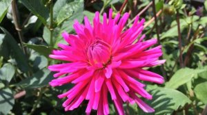 Dark Pink Dwarf Cactus Dahlia 'Park Princess' #dahlia #parkprincess #worldgardeners #gardening