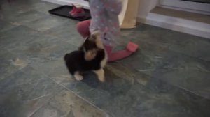 КОРГИ КУСАЕТ РЕБЁНКА l CORGI PUPPIES MAGAZINE