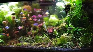 Основы и правила аквариумистики. Все о содержании аквариума.