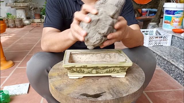 How to breed Magnolia plants (Dracaena) from branches, Help filter out toxins cause air pollution смотреть онлайн