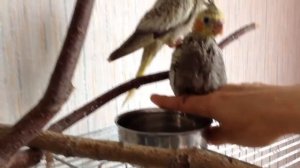 Кореллы. Водные процедуры. Ручные попугаи - это релакс. АСМР - ровный спокойный голос