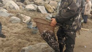 Ловля мойвы (уйка) на побережье Охотского моря , июнь Магадан(3)