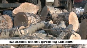 Как законно спилить дерево под балконом?