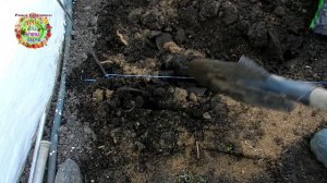 Так поздно огурцы мы еще не сажали!!!