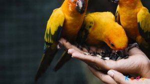 Зоолог: кто это и в чем суть его работы