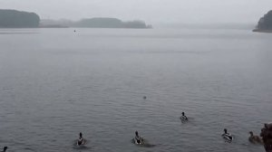 Кормление лебедей и уток в Кринице