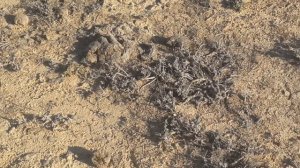 Это должны знать все !!! Стрела-змея (Psammophis lineolatus)/Жылан жебесі