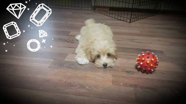 Мальтипу мальчик Сойер смотреть онлайн