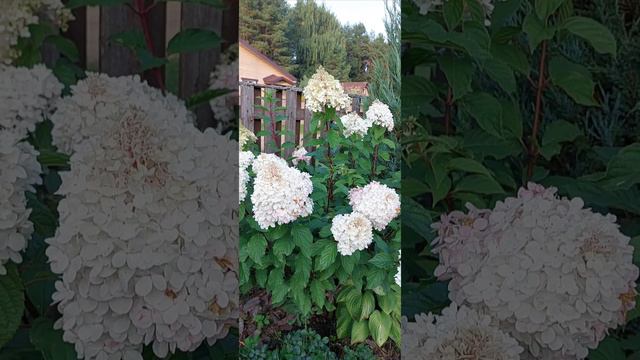 Ванила фрайз, продолжаем любоваться  в сентябре,  Вологодчина, ГАЛИСАД