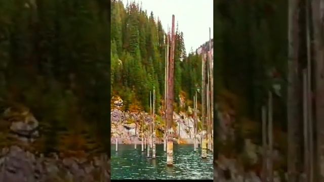 Озеро Кайынды в горах затопленный еловый лес