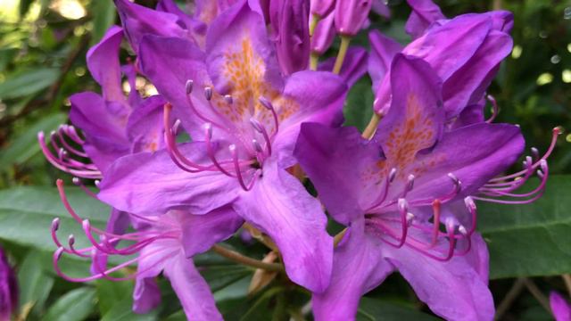 Rhododendron 'Lee's Dark Purple' - flowers close up - May 2020 смотреть онлайн